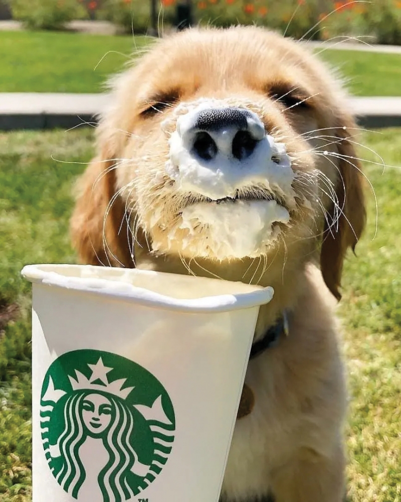 Puppy drinking a Puppuccino in the park