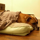 DIY no-sew pet beds