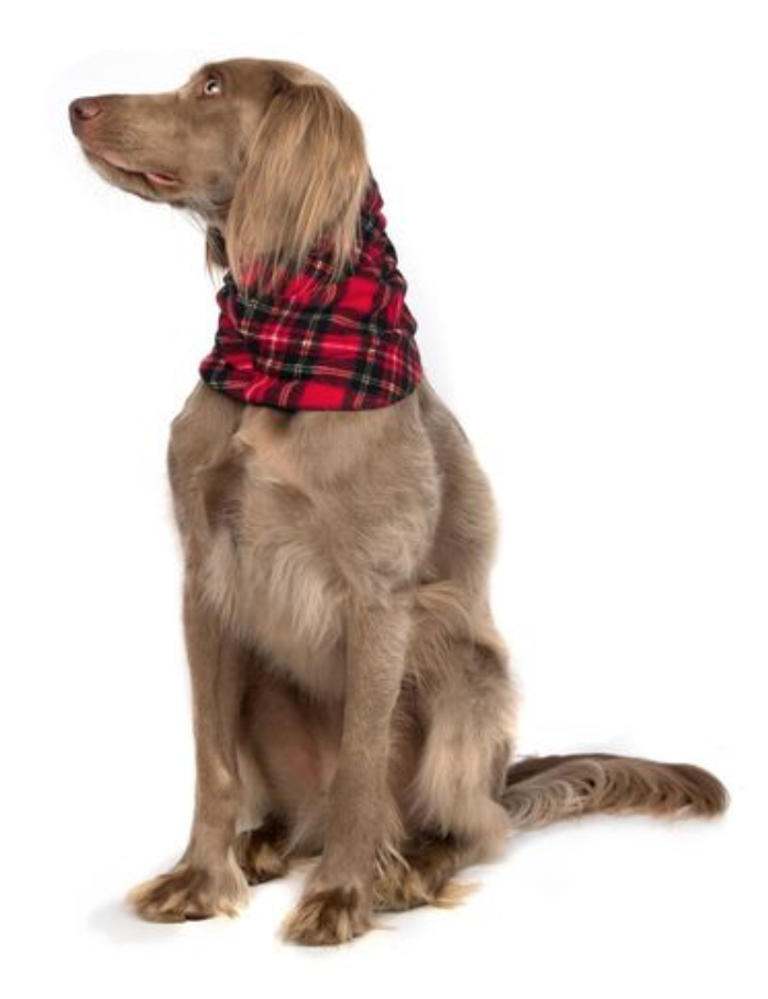 comfortable and warm dog clothing for the winter, Gold Paw's snood is great for keeping dogs cozy