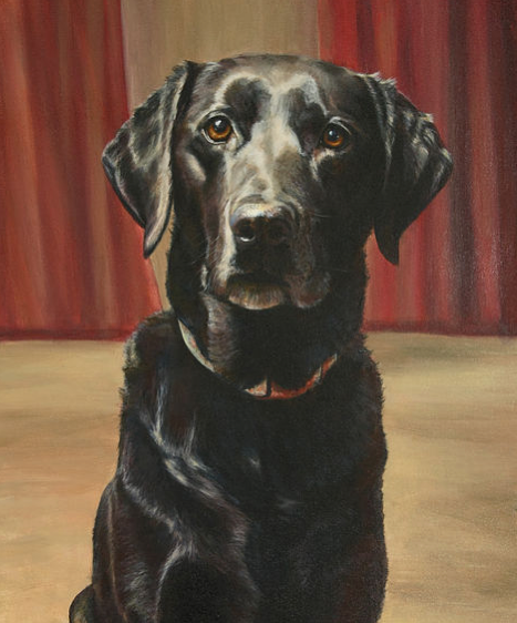 beautiful pet portrait of a Labrador